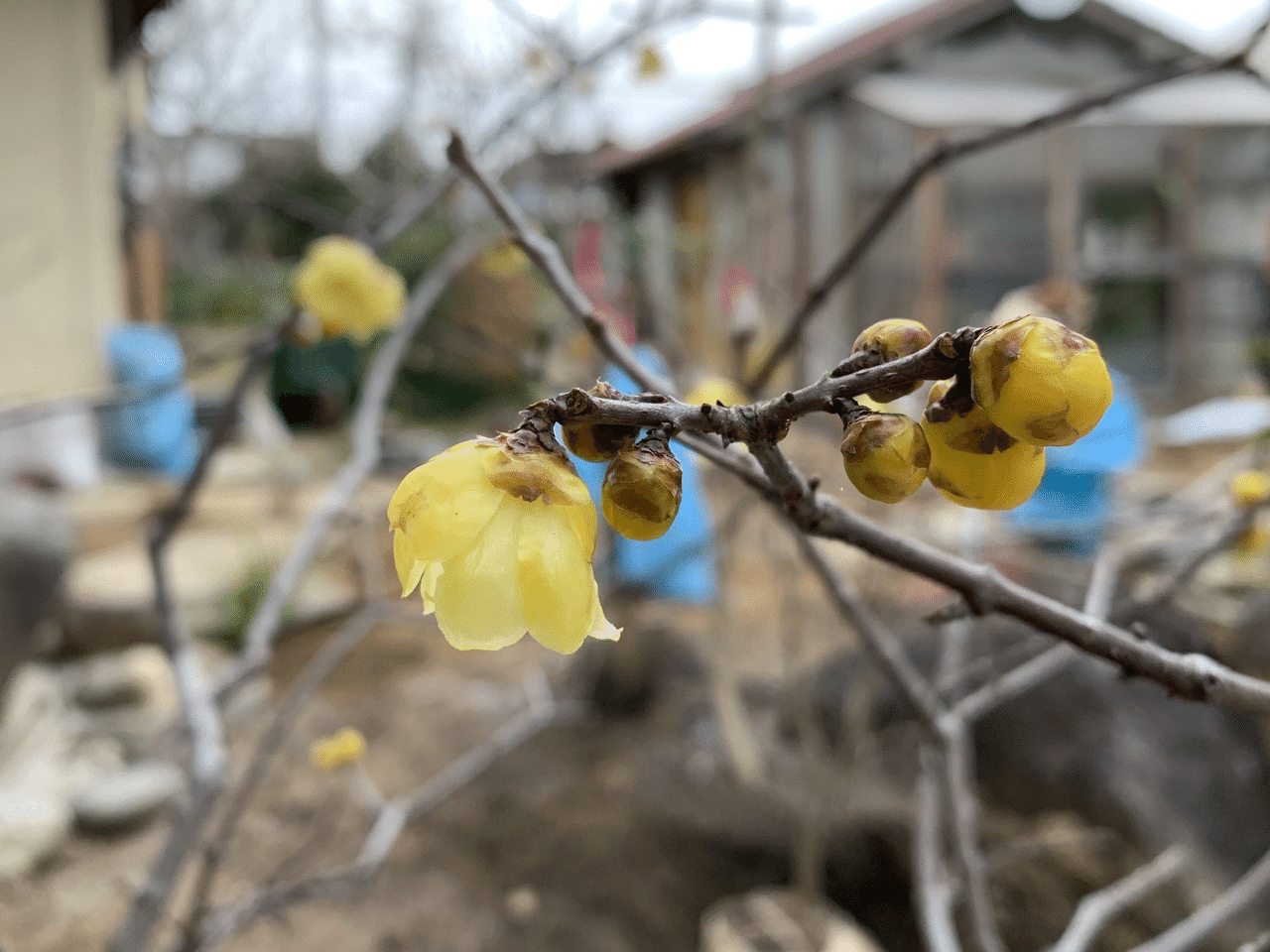 早春の花 平屋私庭日記 37 ライツ社 早春の花 平屋私庭日記 37 ライツ社
