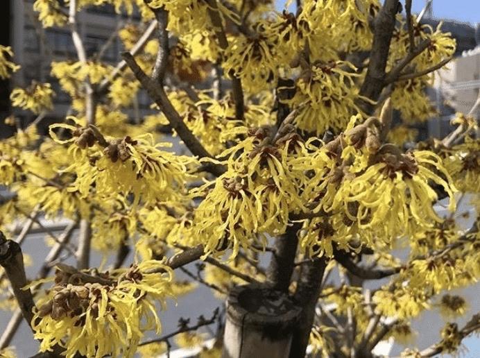 早春の花 平屋私庭日記 ３７ ライツ社