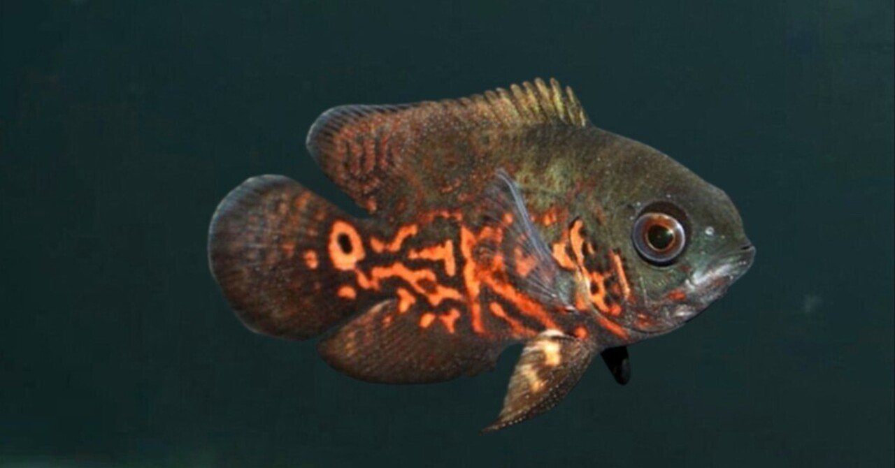 レッドオスカー(熱帯魚) レッドタイガーオスカー｜熱帯魚・シクリッドの仲間｜初心者向け飼育
