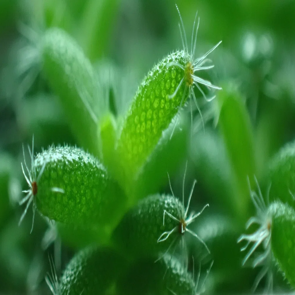 写真】植物を拡大したらおもしろかった｜シオ＠西向き部屋で植物と共存 