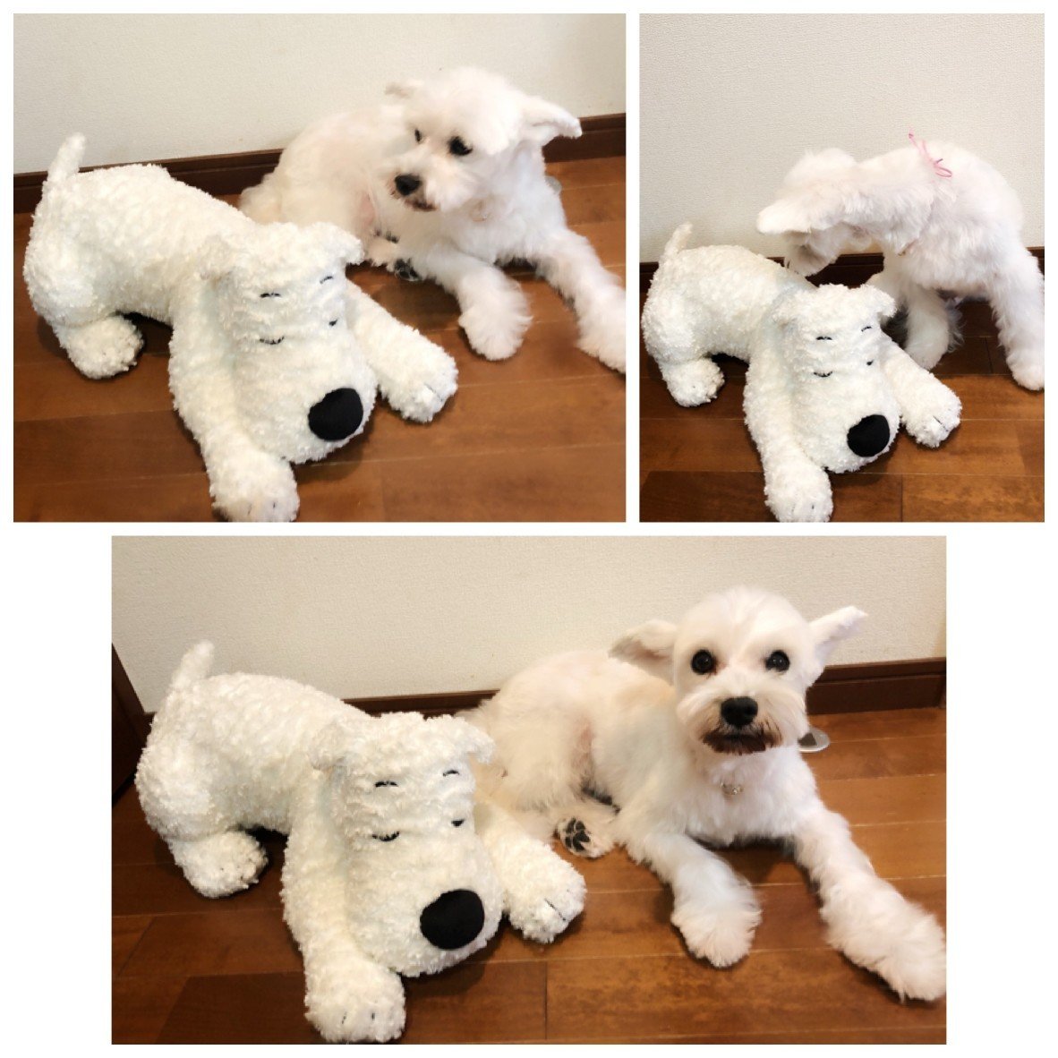 タンタンの冒険のミルゥ スノーウィ 星マリア 占い界の傾奇者 Note タンタンの冒険のミルゥ スノーウィ 星マリア 占い界の傾奇者 Note