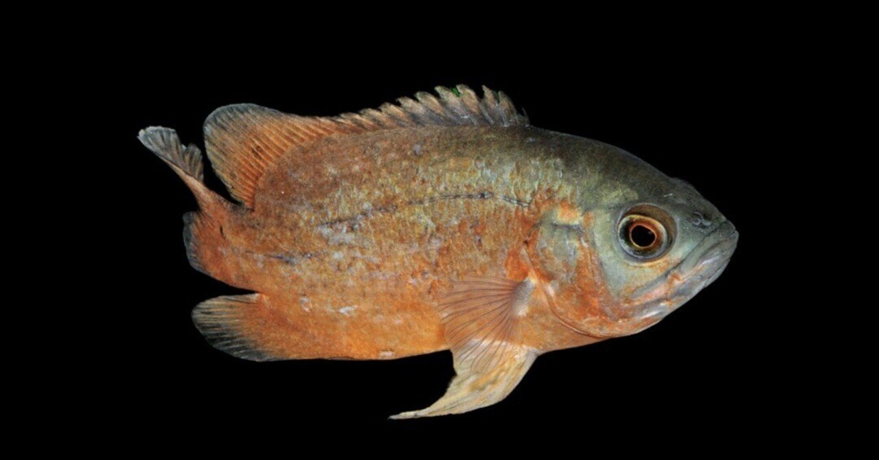 レッドオスカー｜熱帯魚・シクリッドの仲間｜初心者向け飼育方法と混泳