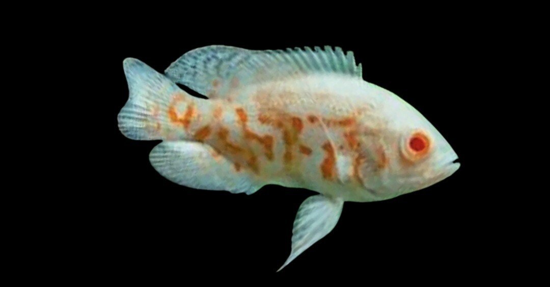 63c5c51b1c7a01a3397a3e2ac92c95