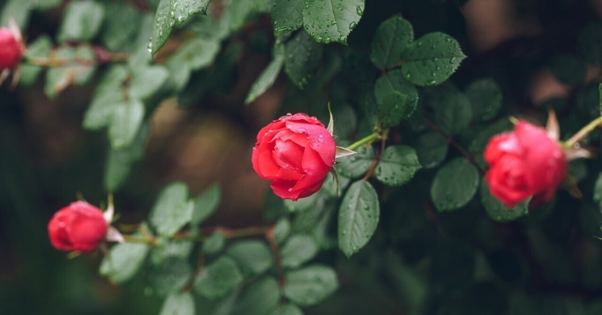 僕の花の写真の仕上げ方【Lightroom Classic】｜Takahide Yamato