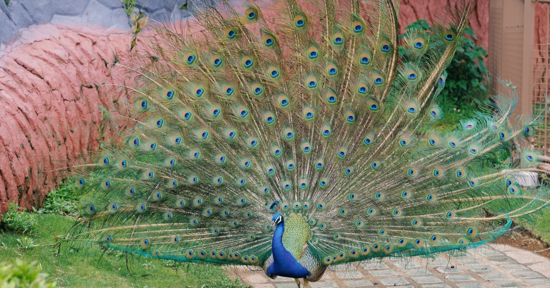 孔雀に会いに | sigma 28-70mm f2.8 DG GN｜鈴木ユートピア