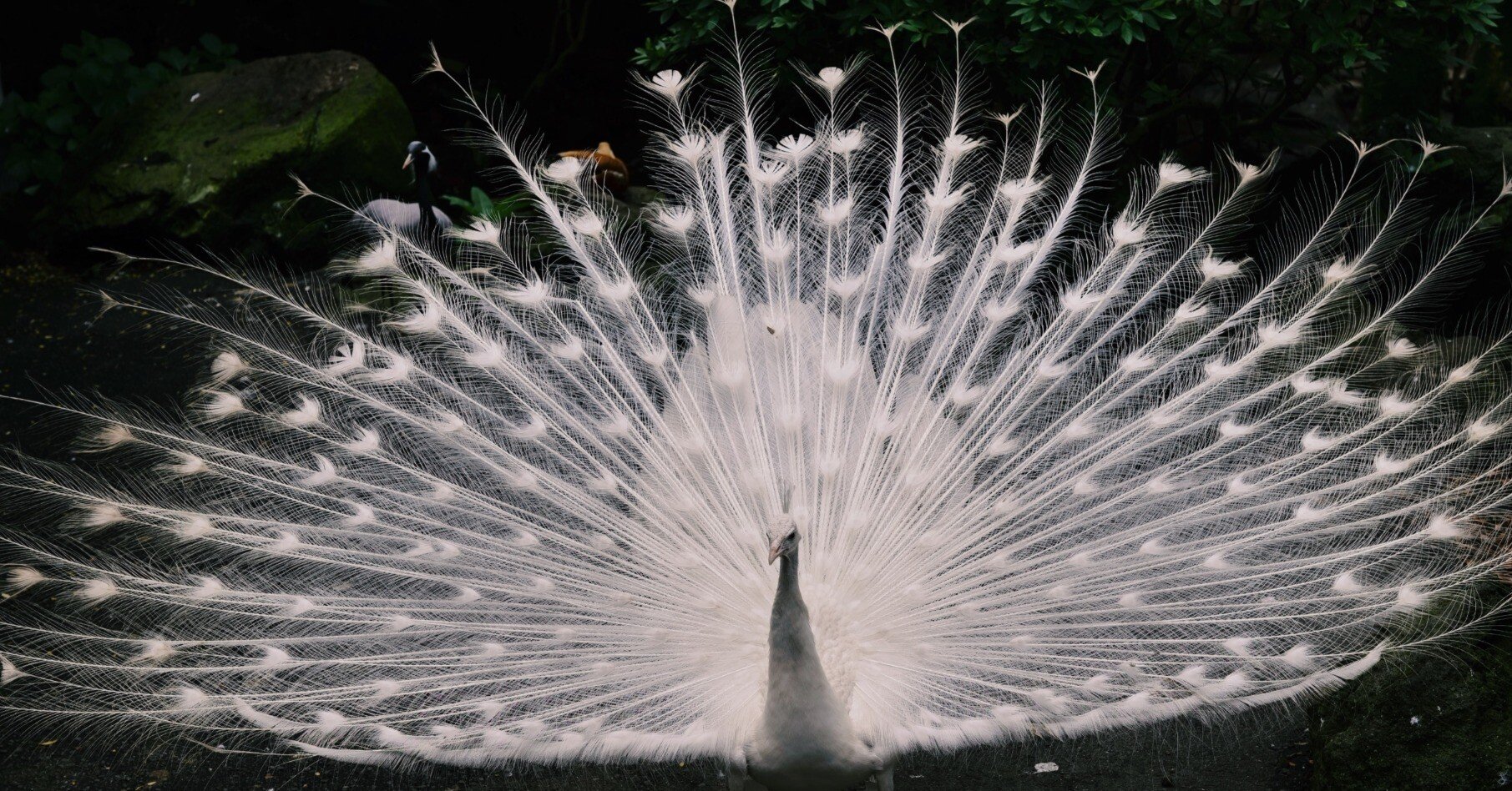 孔雀と、jpegの限界｜鈴木ユートピア