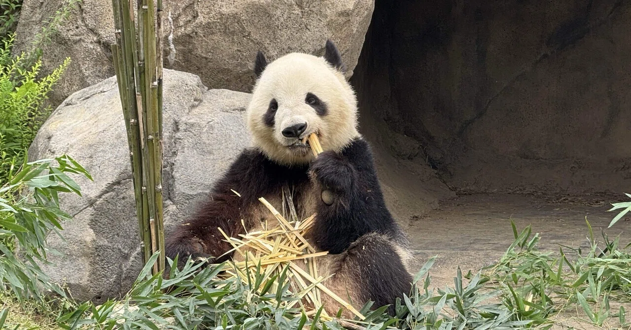 上野散歩】土曜日の朝、上野動物園と西洋美術館に｜づぅつん@ジタバタ