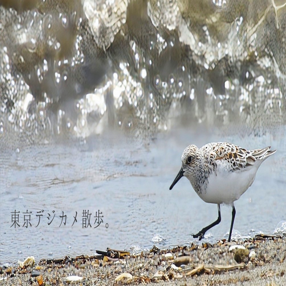 野鳥たちのいる風景 2025.05.21 wed. 東京都江戸川区−02。｜michio