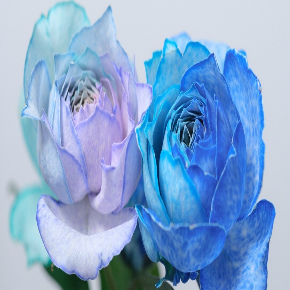 スプレーバラの青系ミックス染め｜タキツネ | 花の写真を撮ります