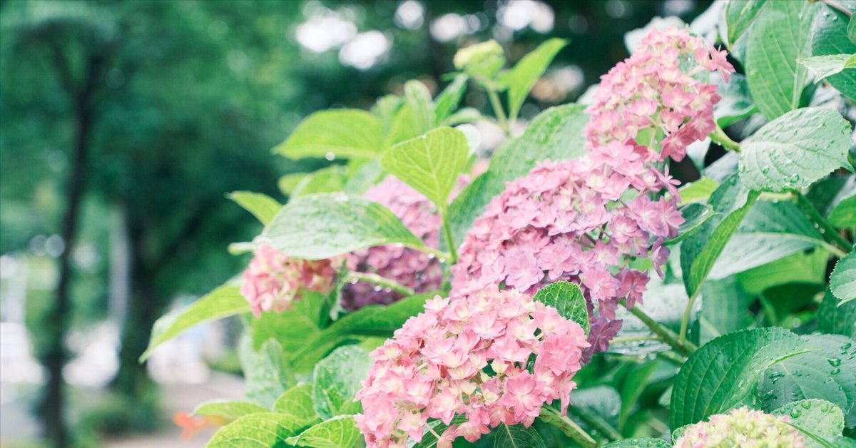 さとです。紫陽花  3点