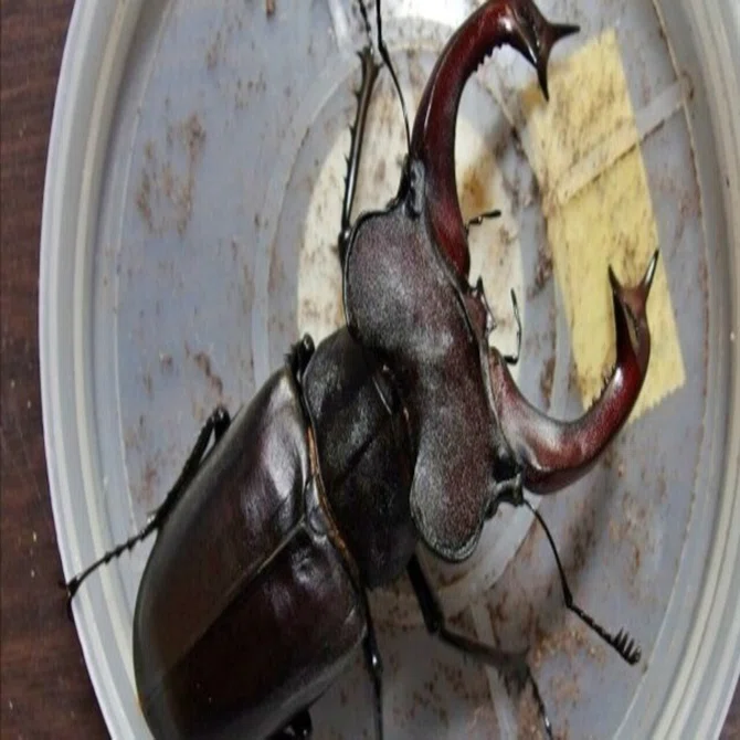 Rearing Record of Lucanus cervus judaicus [2011-2014]｜AKECHI