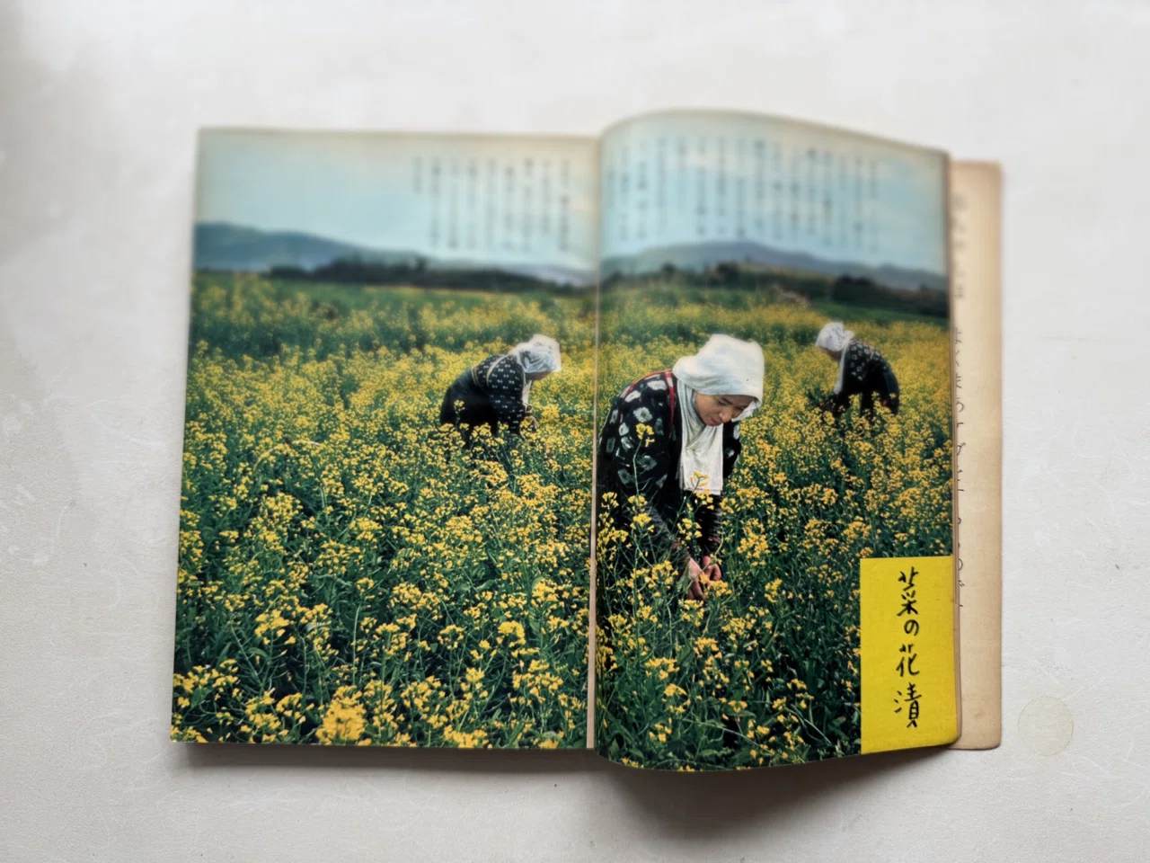 65-year-old rapeseed pickles, transcending time｜有賀 薫