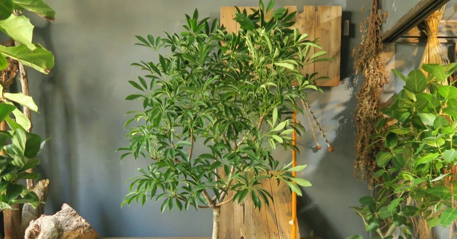 シェフレラの育て方｜花屋のラフ