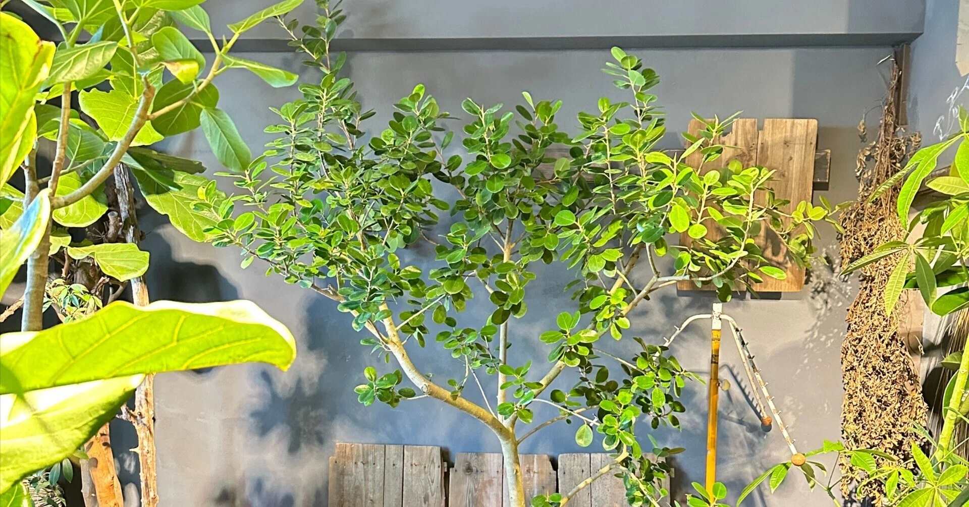観葉植物ガジュマル斑入り パンダ ガジュマル ガジュマル 花 パンダ 