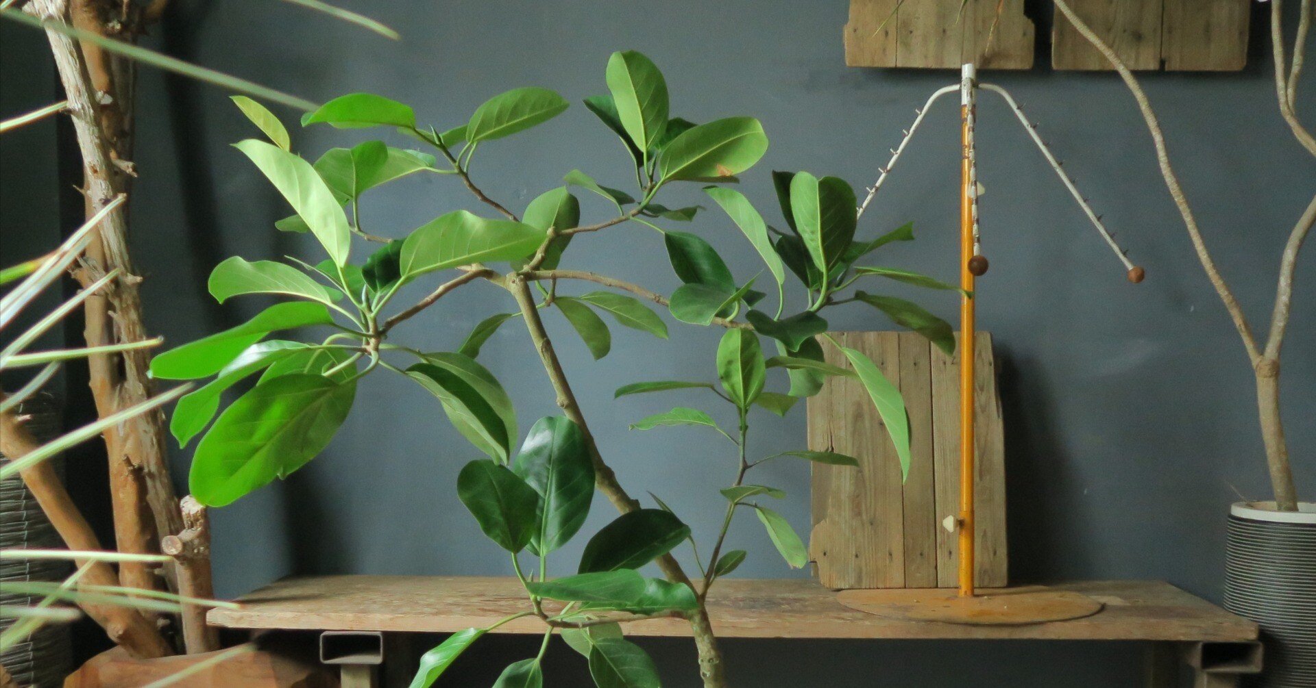 フィカス アルテシマの育て方｜花屋のラフ