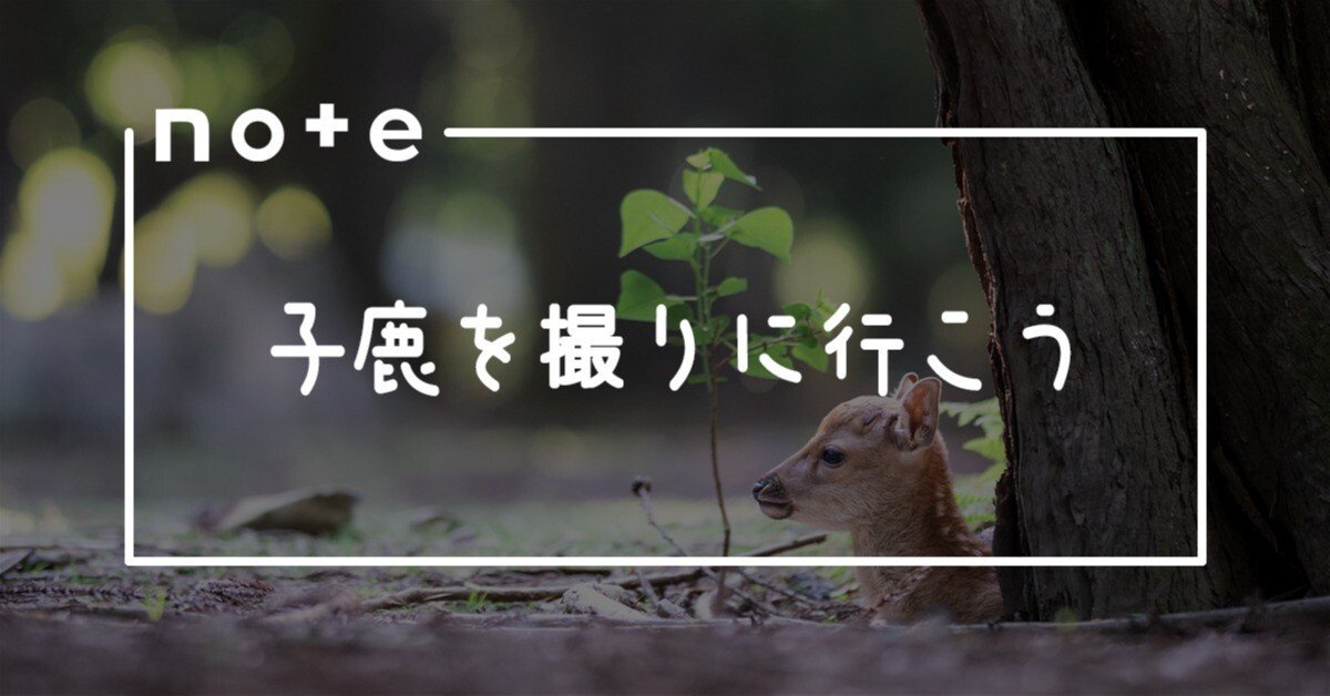 子鹿を撮りに行こう｜𝓜𝟑