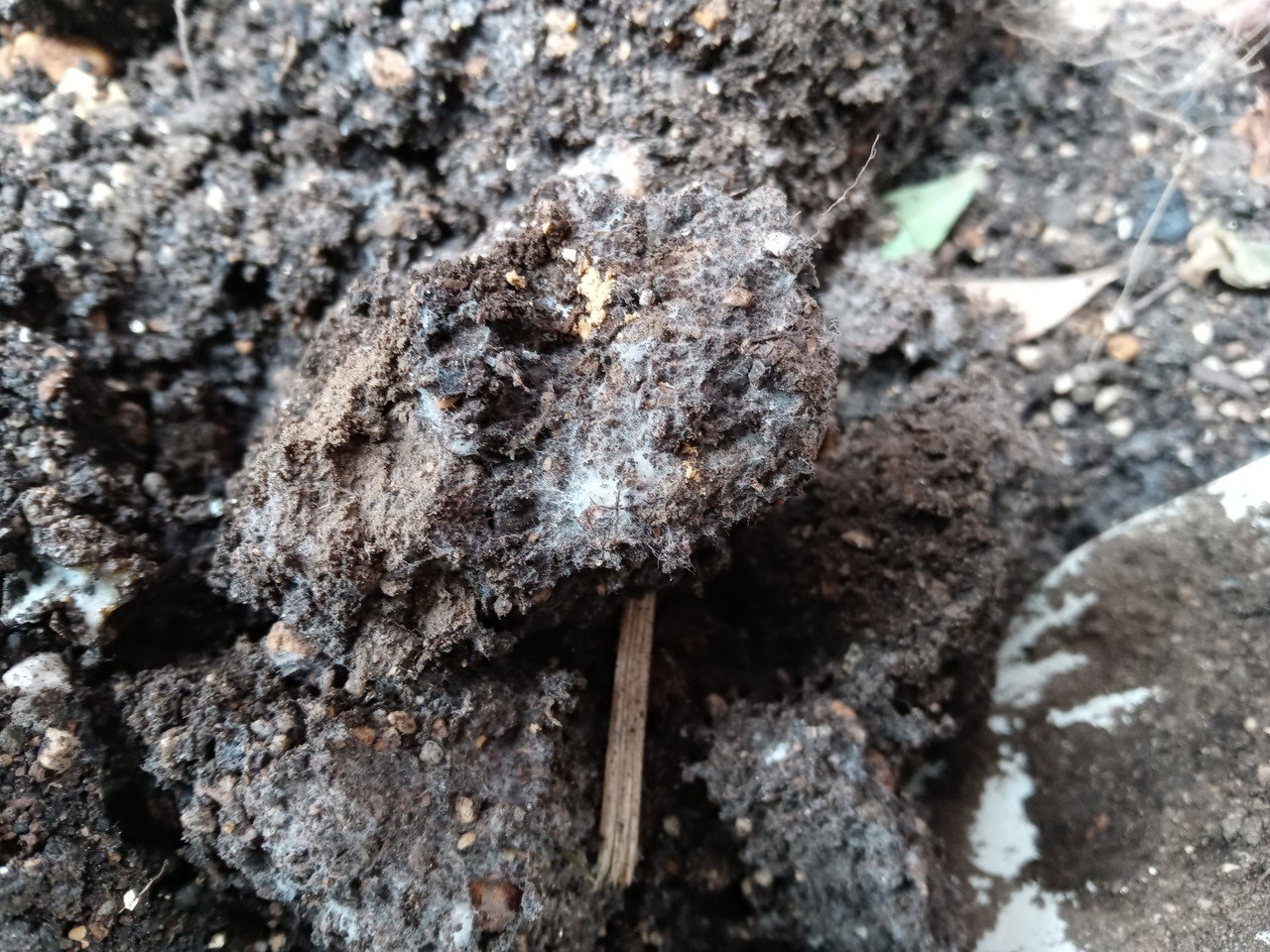 ときどきコーヒーがらを 土だけになった植木鉢に混ぜています 気づけば白い菌糸がもふもふしている すごいな すごいな June Note