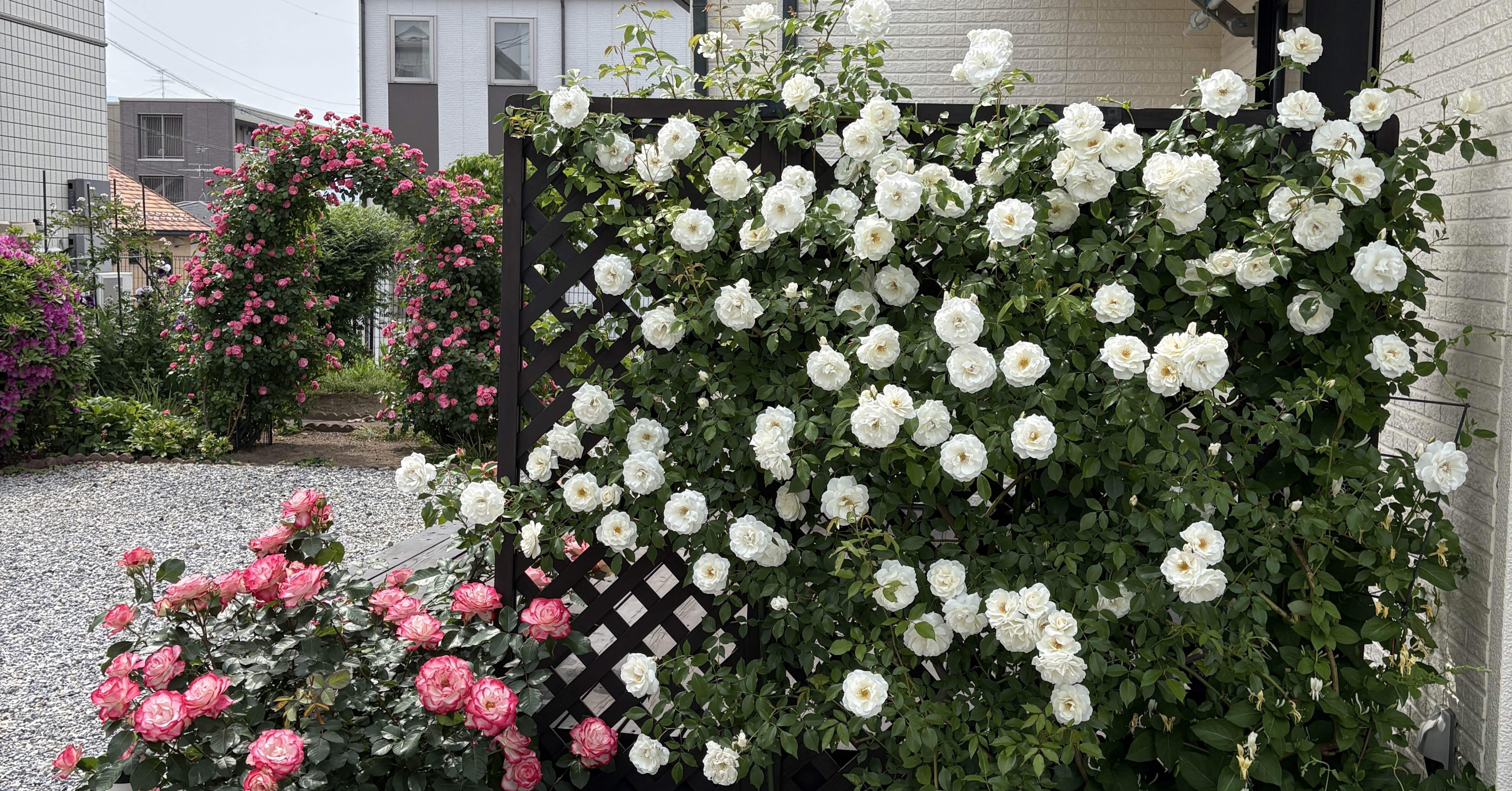 庭のバラ紹介 2025-2｜ひかり