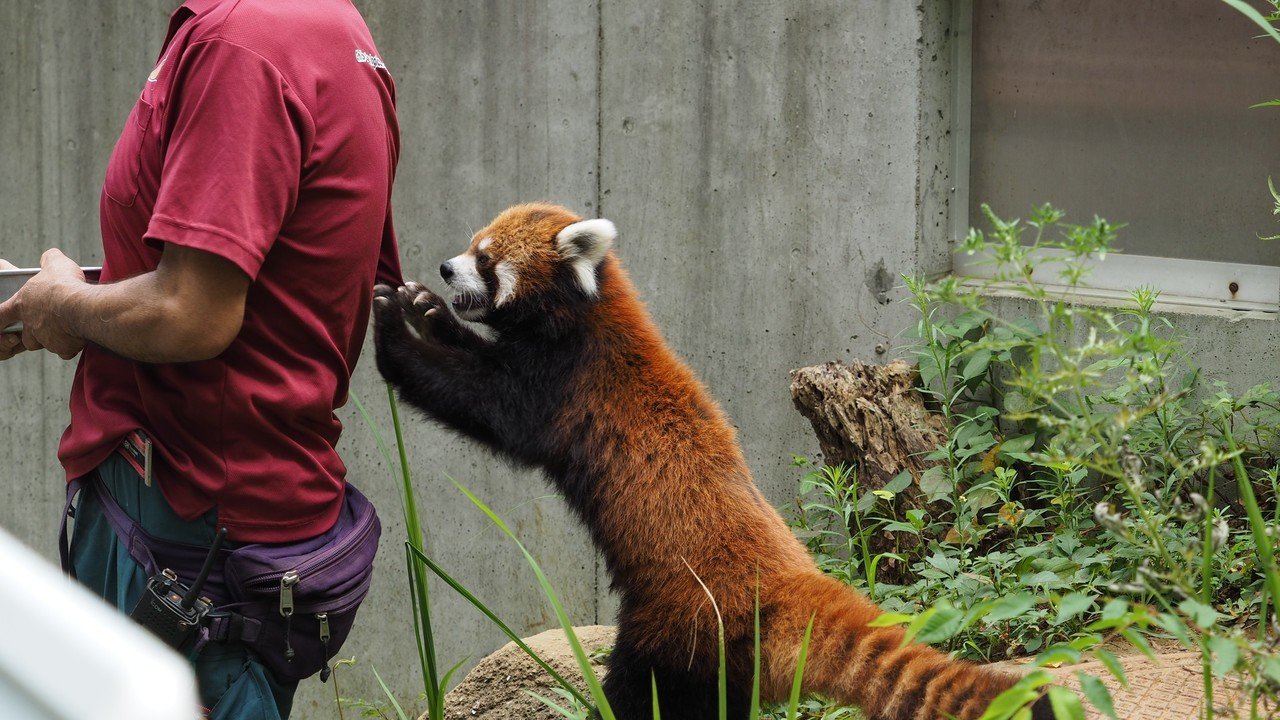 千葉市動物公園 18 いつか 蒲池華蓮 Note 千葉市動物公園 18 いつか 蒲池華蓮 Note