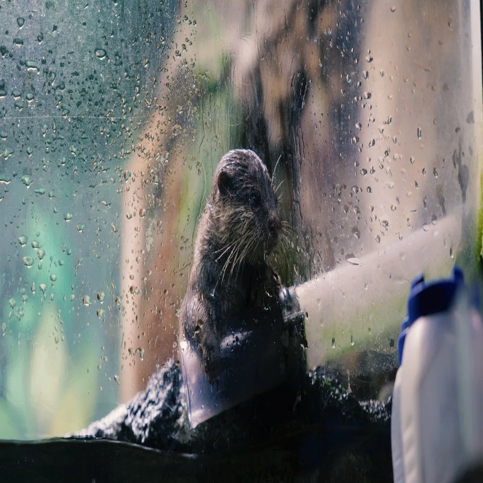 カワウソにドジョウを | sigma28-70mm f2.8 DG DN｜鈴木ユートピア