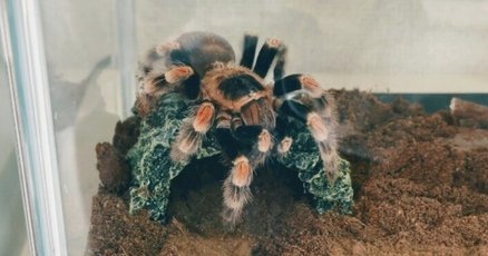 タランチュラ」の人気タグ記事一覧｜note ――つくる、つながる