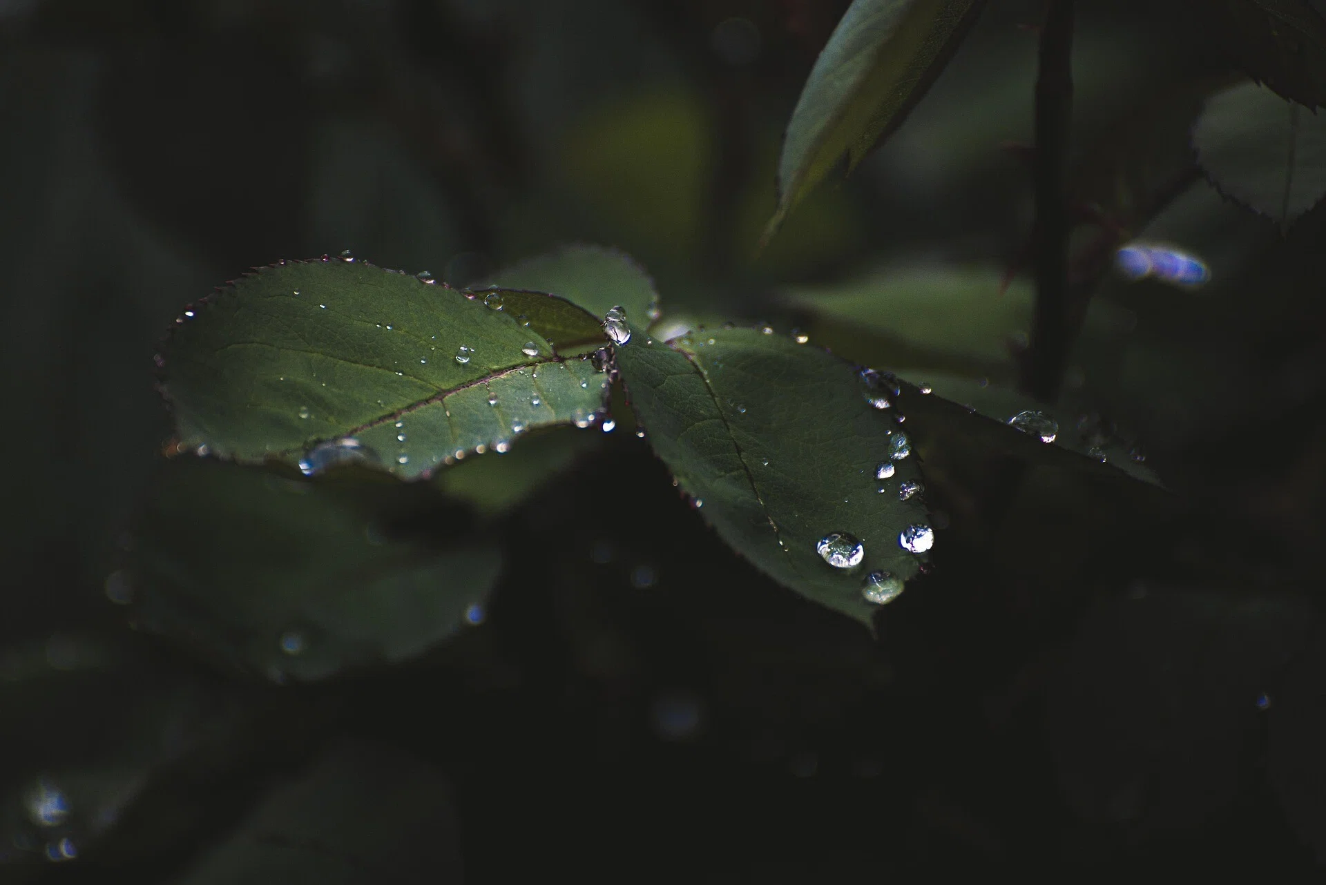 左 Left|nojisuma