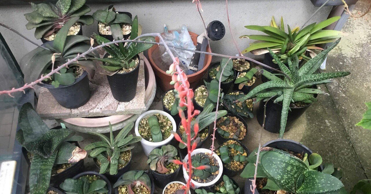 植物❤️ガステリア❤️愛しのウチのガースー達、まとめ。｜nabecho