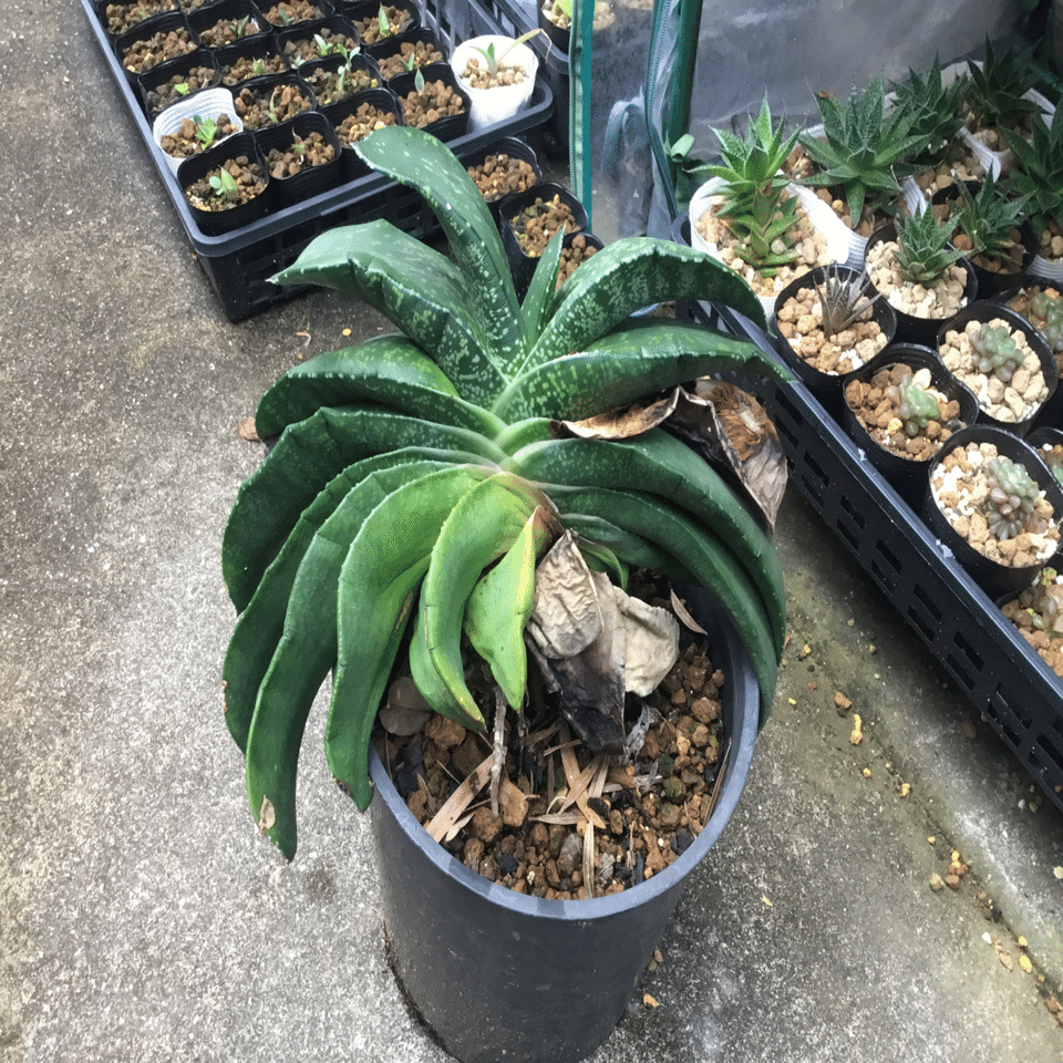 ガステリア・艶肌臥牛竜(ピランシー交配系と思います) ガステリア・艶肌臥牛竜(ピランシー交配系と思います)