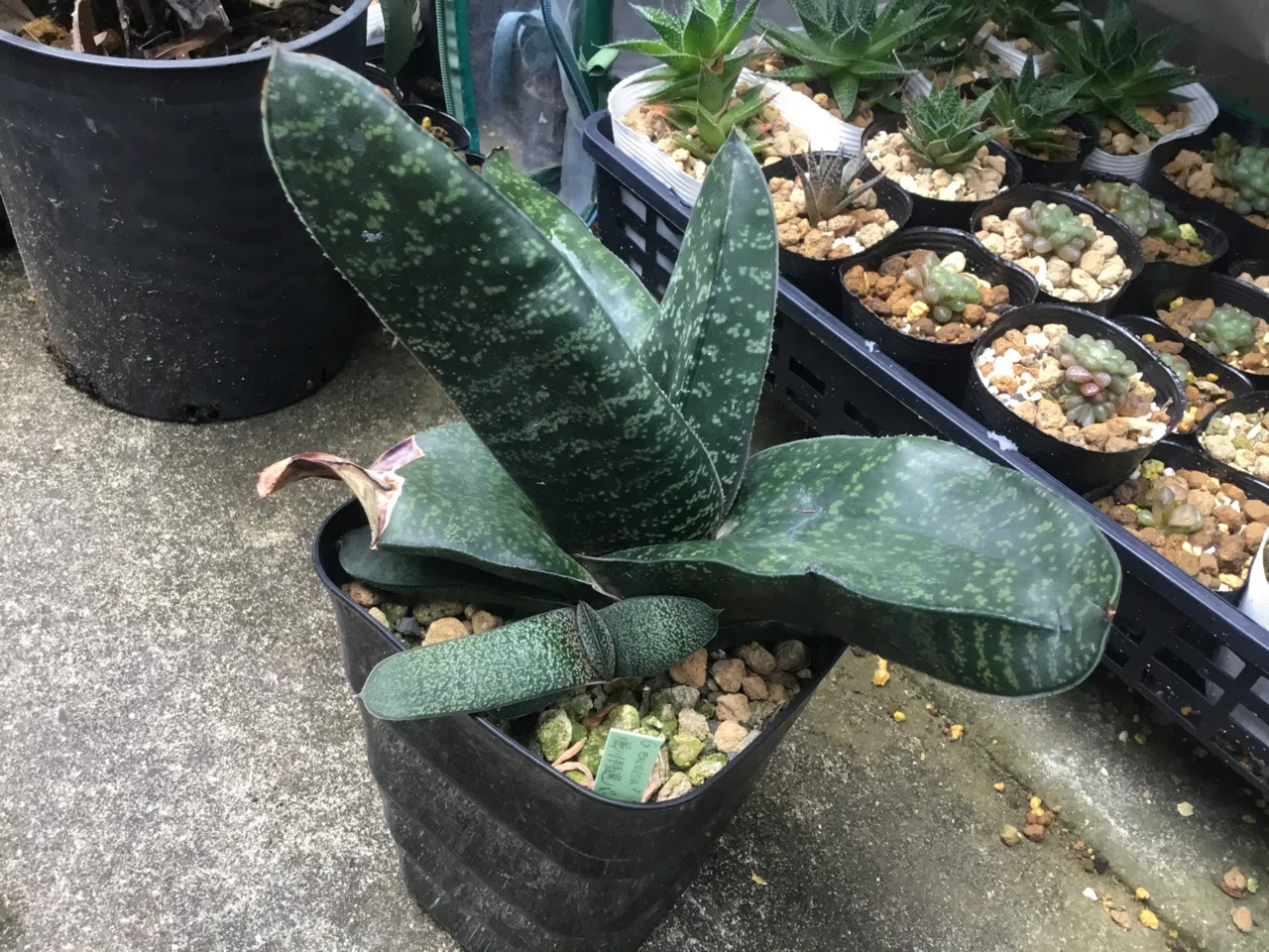 植物❤️ガステリア❤️愛しのウチのガースー達、まとめ。｜nabecho