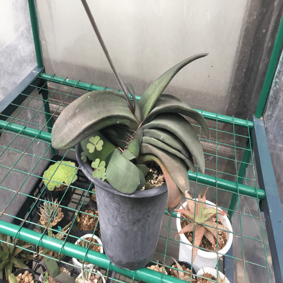 ガステリア・艶肌臥牛竜(ピランシー交配系と思います) ガステリア・艶肌臥牛竜(ピランシー交配系と思います)