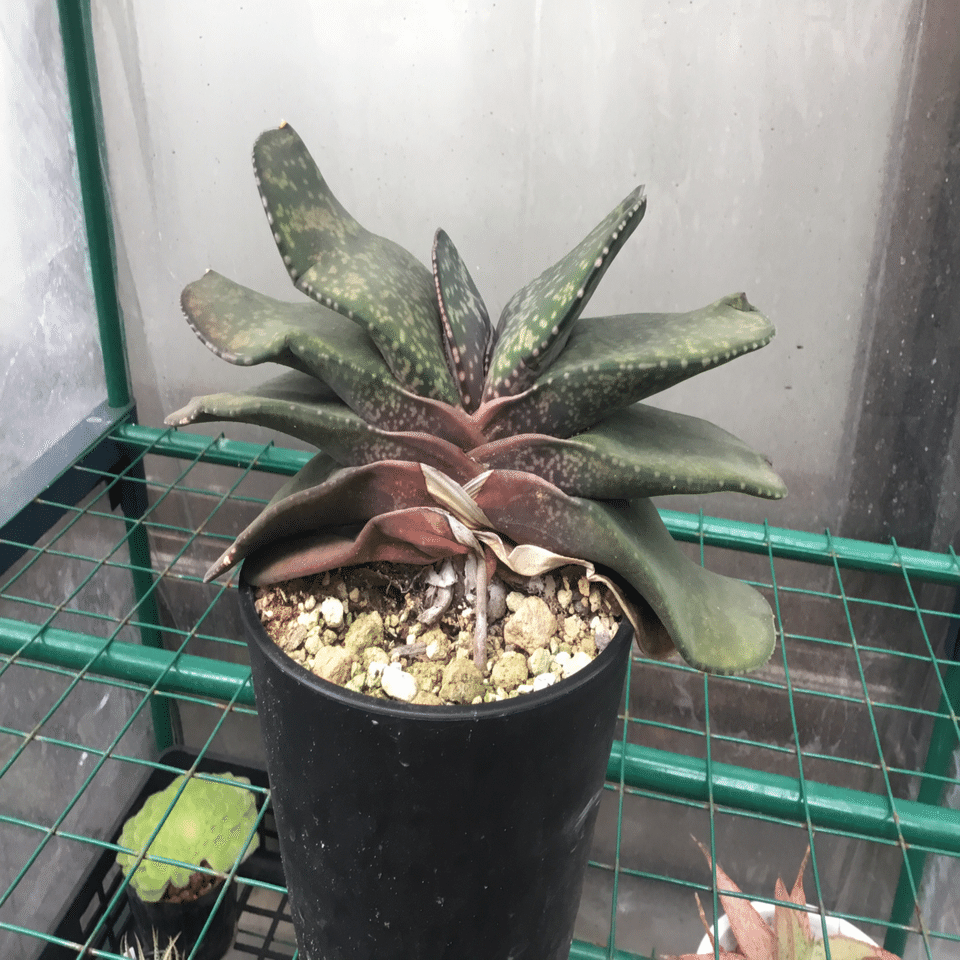 植物❤️ガステリア❤️愛しのウチのガースー達、まとめ。｜nabecho