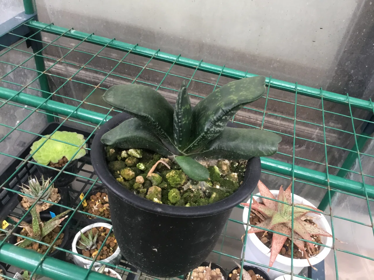 植物❤️ガステリア❤️愛しのウチのガースー達、まとめ。｜nabecho