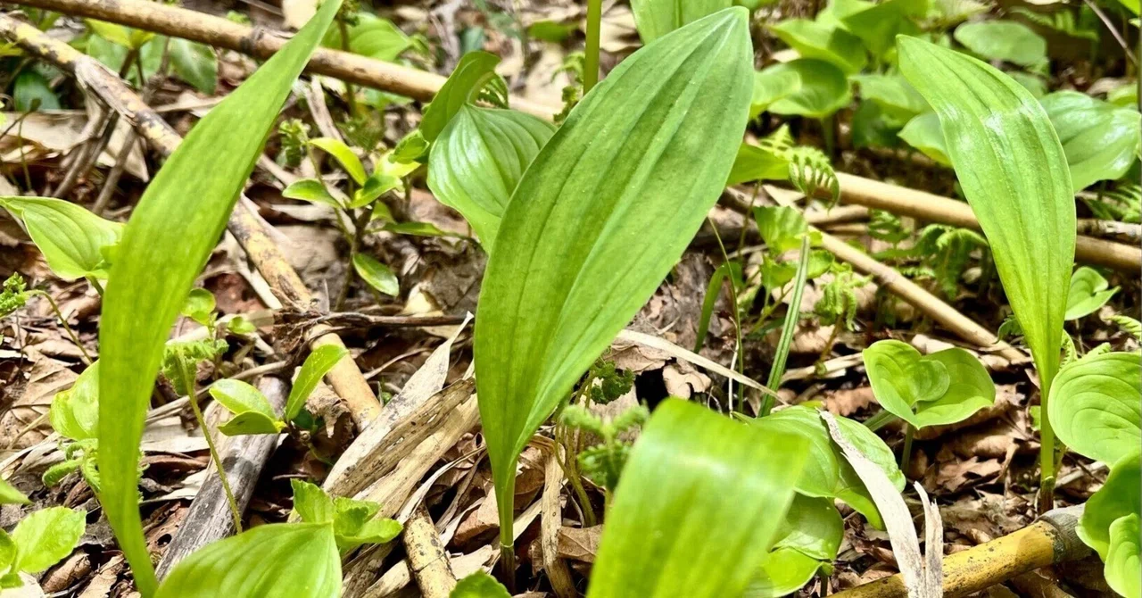 ARIKHA、Leeks in Green Wrappings、希少画集画 The Mountain Where You Can Harvest Infinite Alpine Leeks｜きつねの