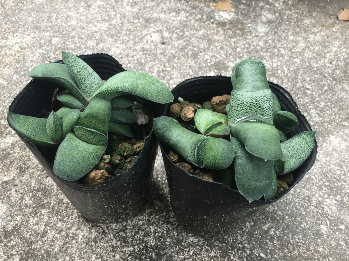 植物❤️ガステリア❤️愛しのウチのガースー達、まとめ。｜nabecho