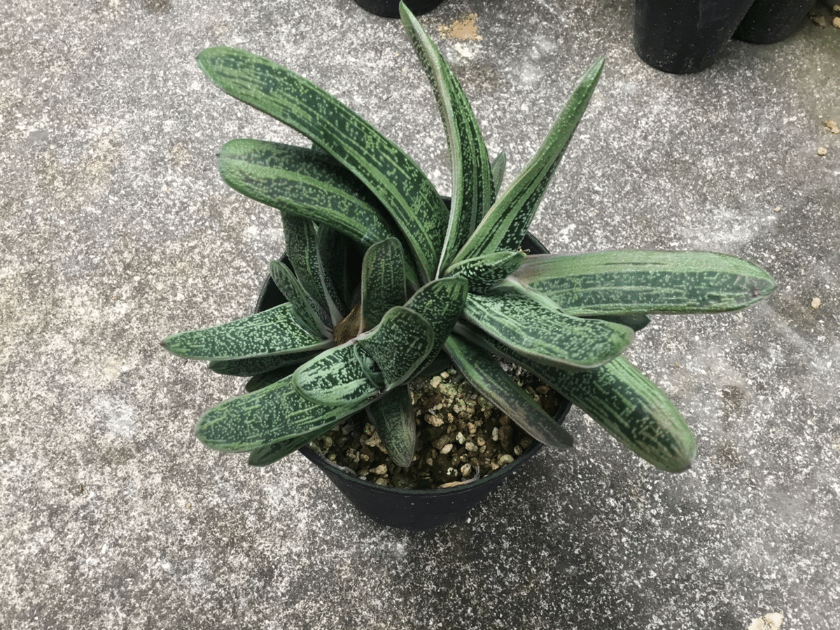 植物❤️ガステリア❤️愛しのウチのガースー達、まとめ。｜nabecho