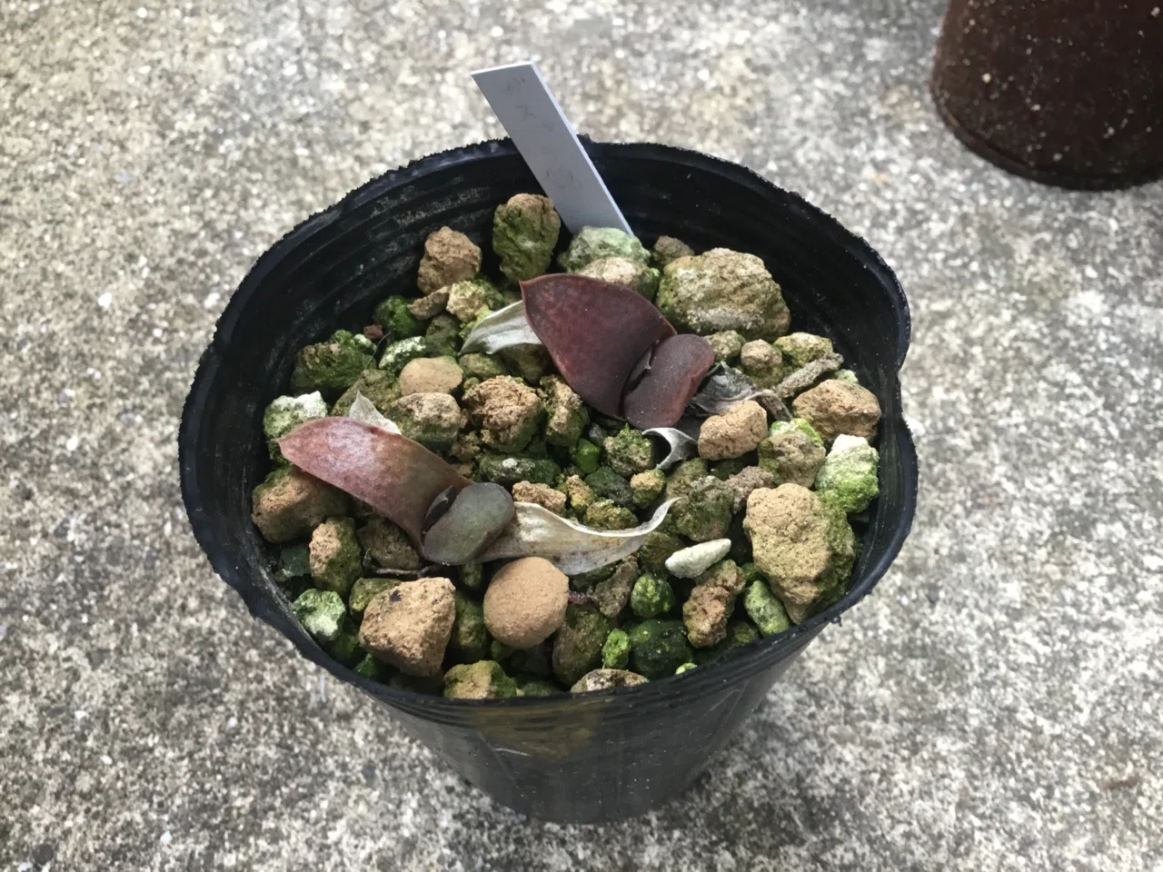 植物❤️ガステリア❤️愛しのウチのガースー達、まとめ。｜nabecho