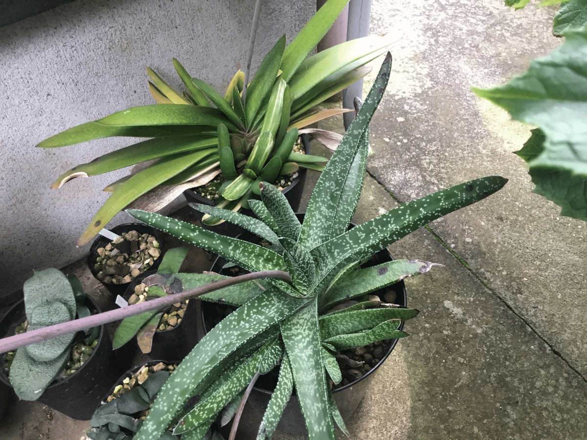 植物❤️ガステリア❤️愛しのウチのガースー達、まとめ。｜nabecho