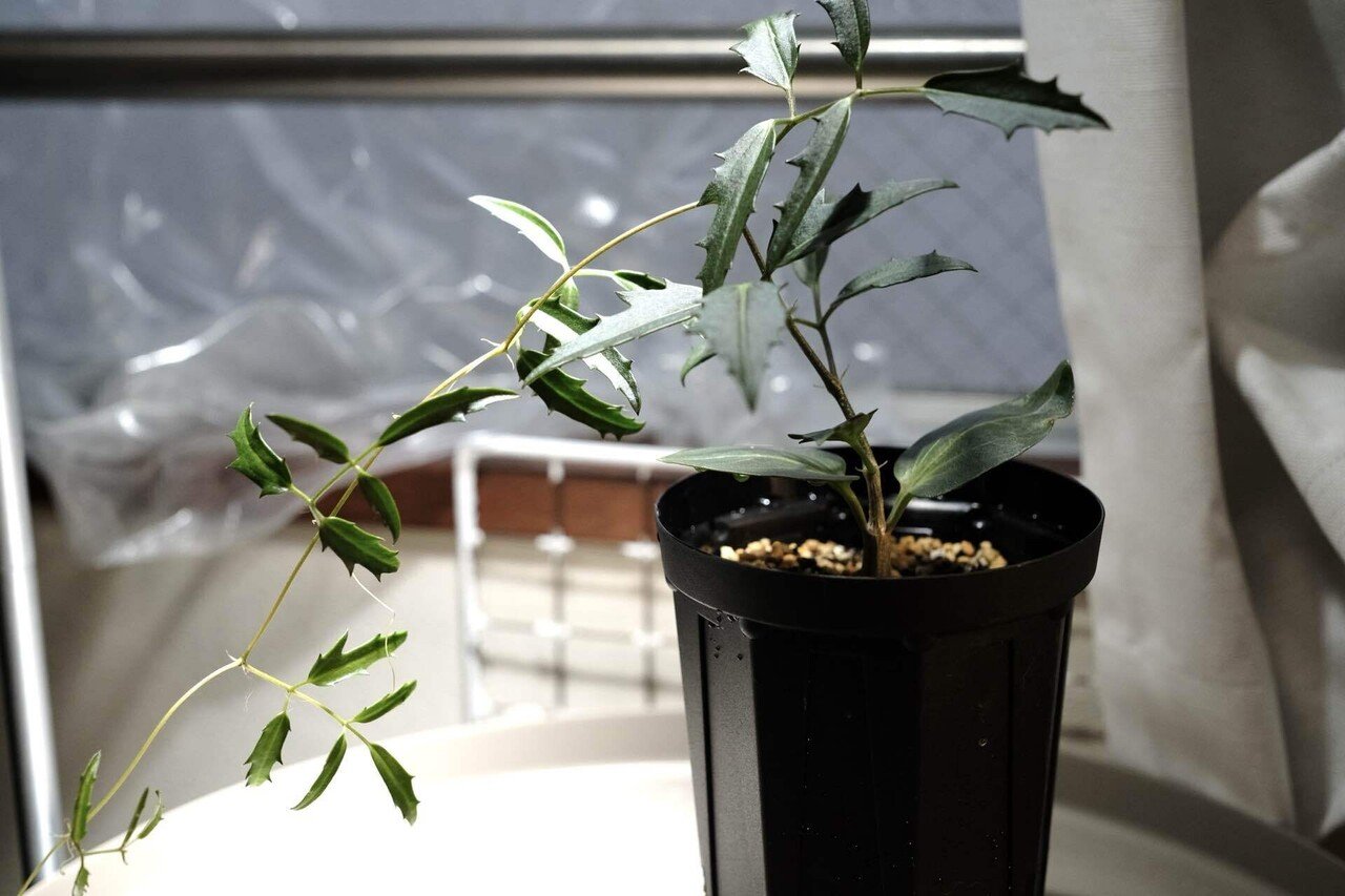 播種記録】キフォステンマモンタグナッキー，マクロプス