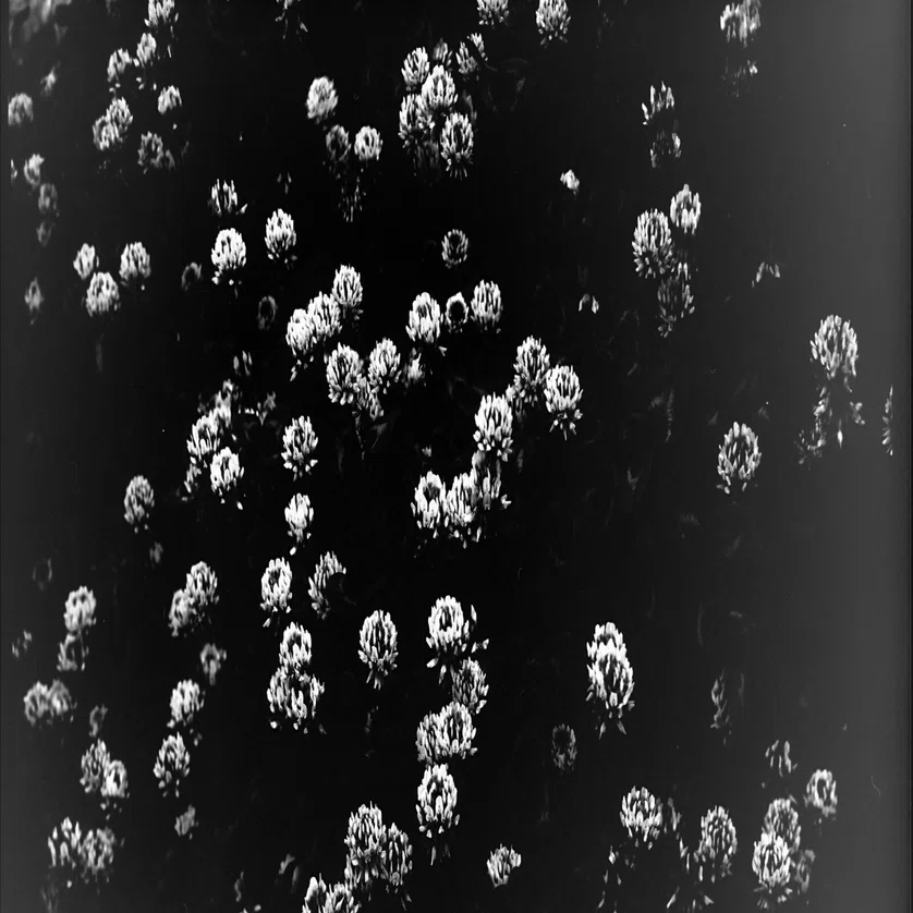 大判フィルム習作、続｜光画日々想