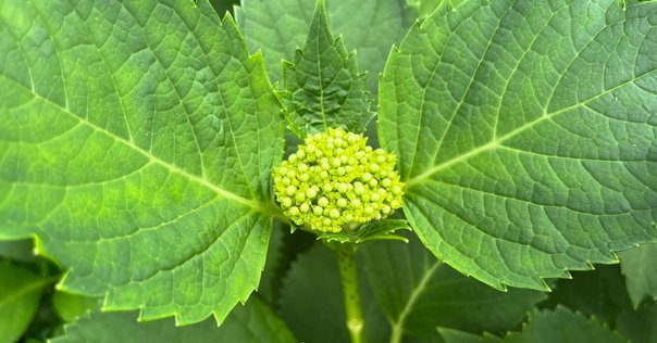 サザンオールスターズ/世に万葉の花が咲くなり
