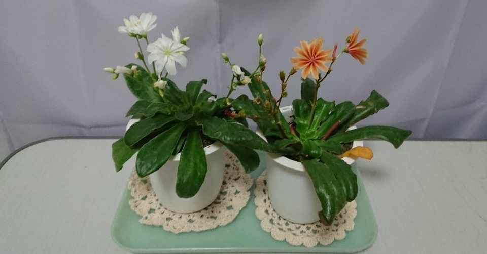 フジ ファブリック 花