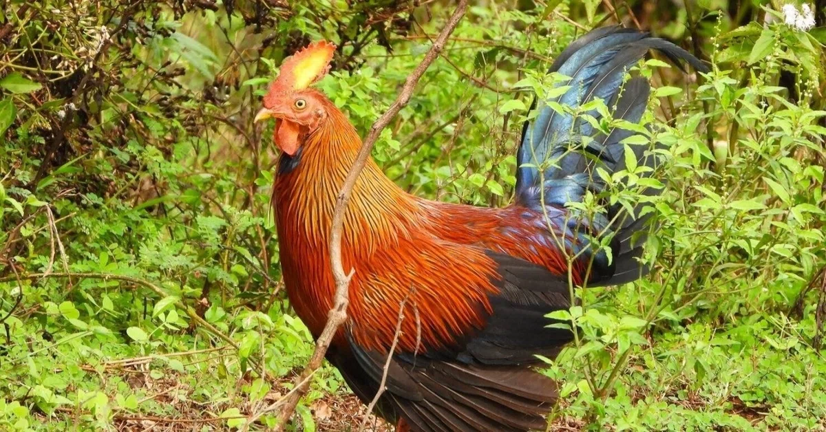 スリランカ探鳥記16 セイロンヤケイ｜一羽一会(いちわいちえ)/野鳥愛好家