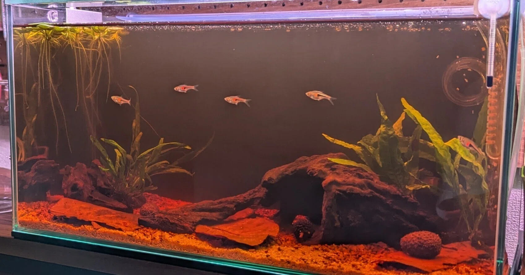 アクアリウム】ブラックウォーター水槽立ち上げでやった全てのこと