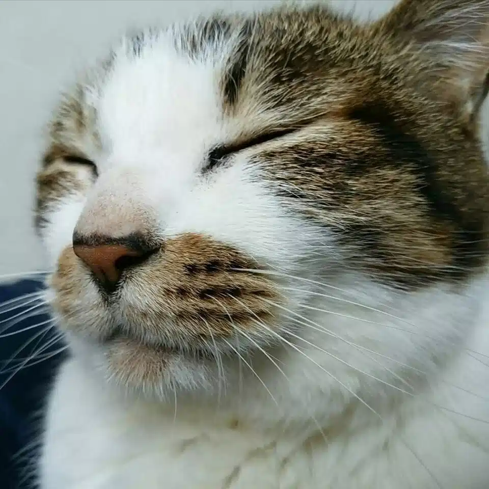 はしも　〜笑う猫〜