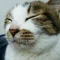 はしも 〜笑う猫〜