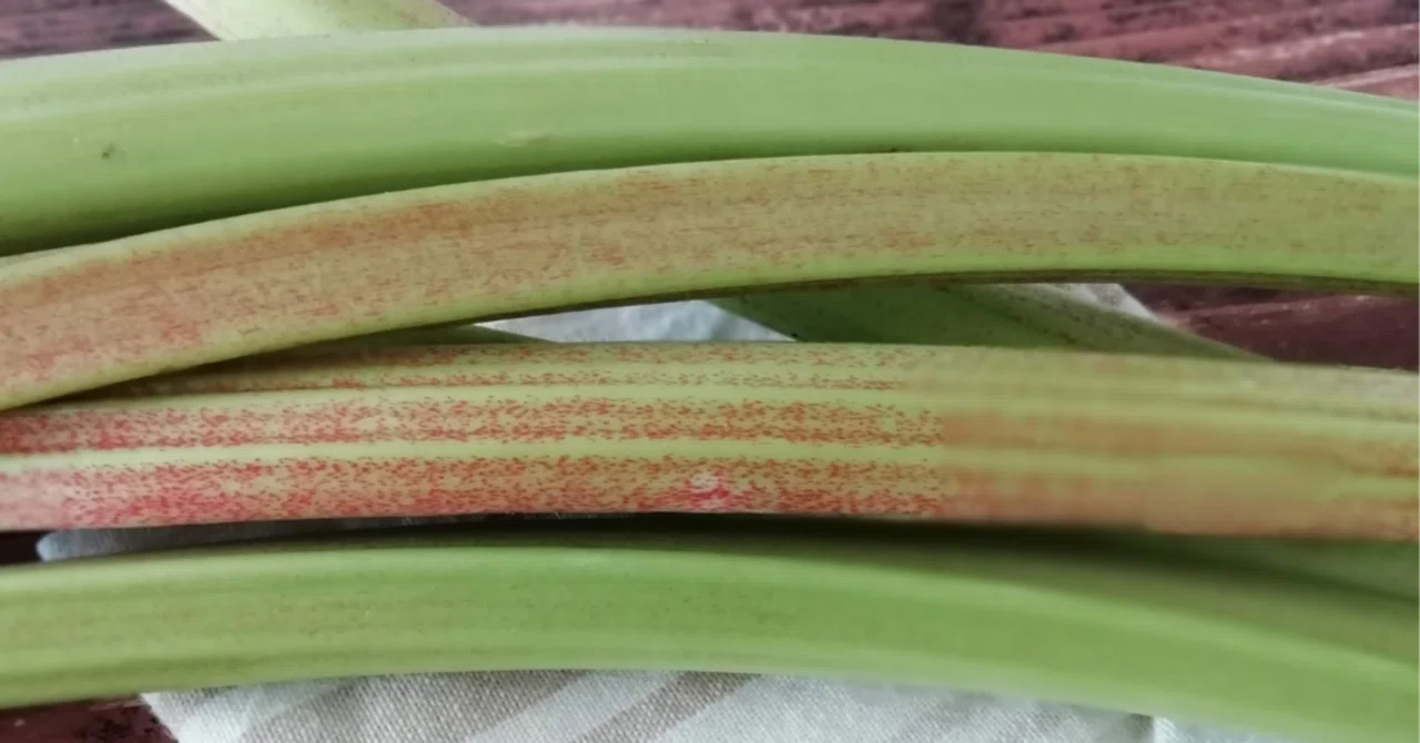 奥深いルバーブの話｜北海道野菜を盛りあげ隊｜野菜ソムリエ