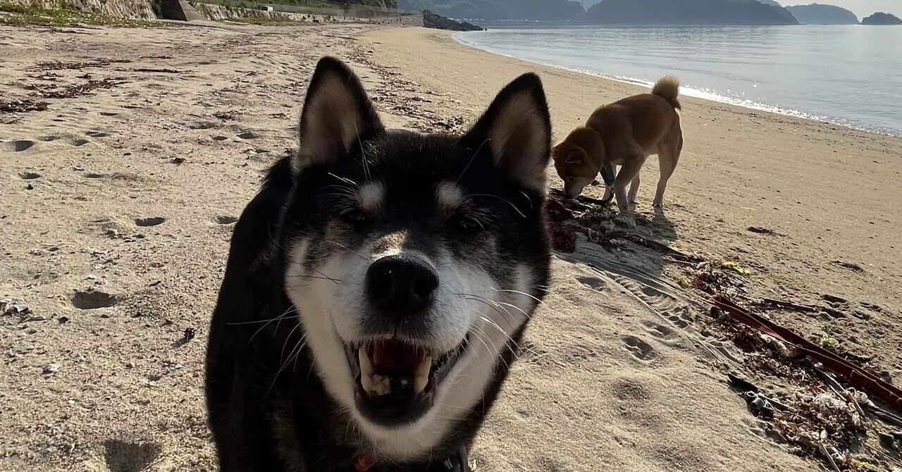絶景の海が広がる山口・周防大島を愛犬と散策｜ただりん