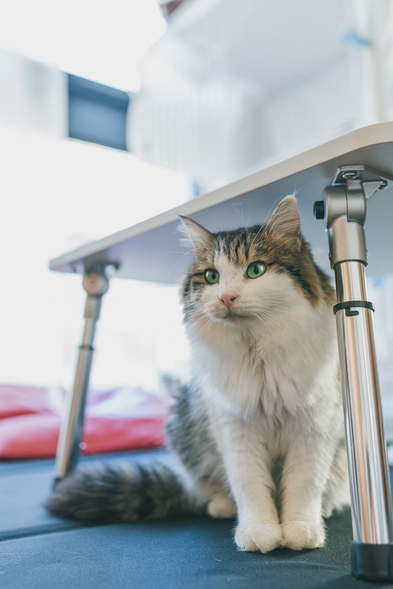 生まれて初めてガチの野良猫を保護した話 あさのますみ Note 生まれて初めてガチの野良猫を保護した話 あさのますみ Note