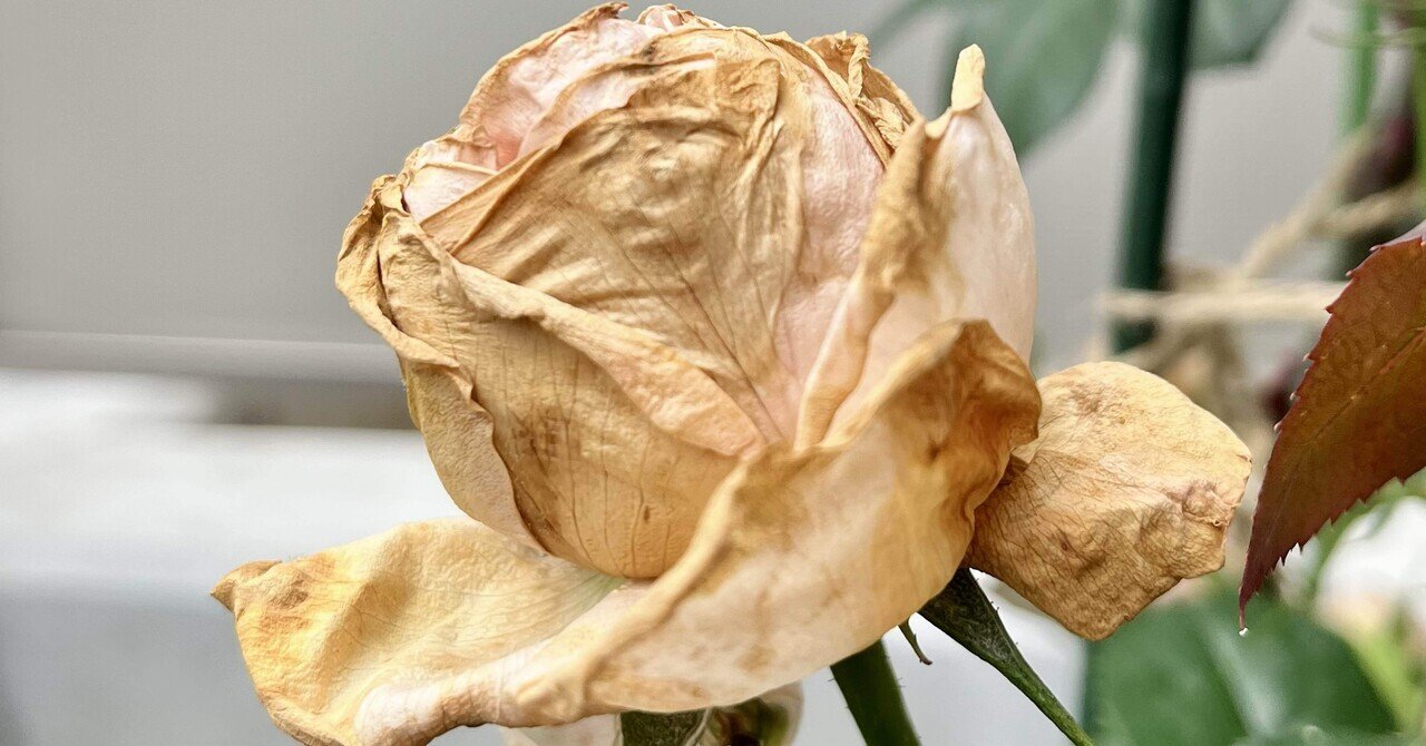 バラの病気🌹灰色かび病｜だっぺ