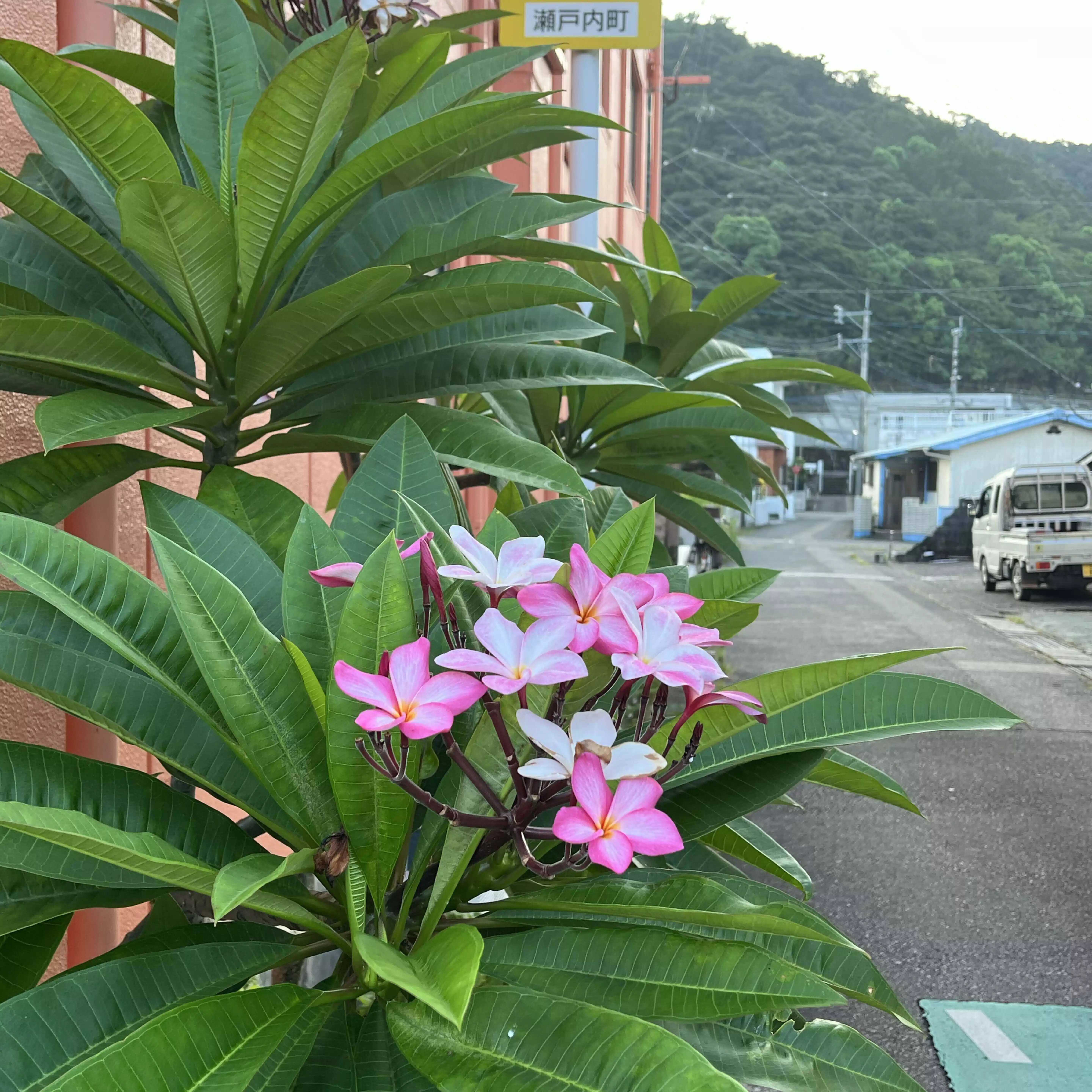南の島のさっちゃんばあば